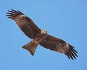 Watch eagles feeding at Keelung Port