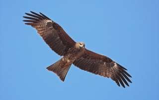 Watch eagles feeding at Keelung Port