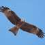 Watch eagles feeding at Keelung Port