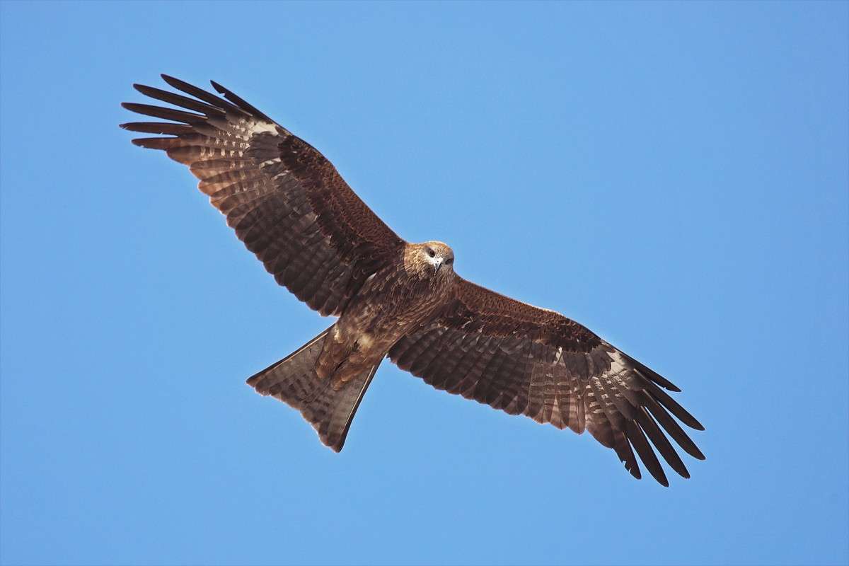 Watch eagles feeding at Keelung Port